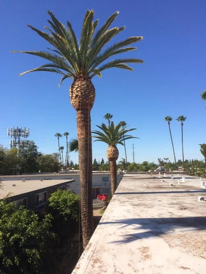 Custom landscape installation for outdoor upgrades in Riverside, CA by Noriega and Sons Tree Service