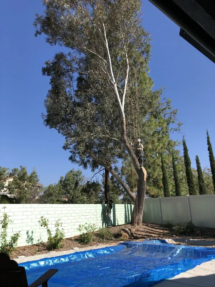 Trusted lawn care service experts serving Riverside, CA - Noriega and Sons Tree Service