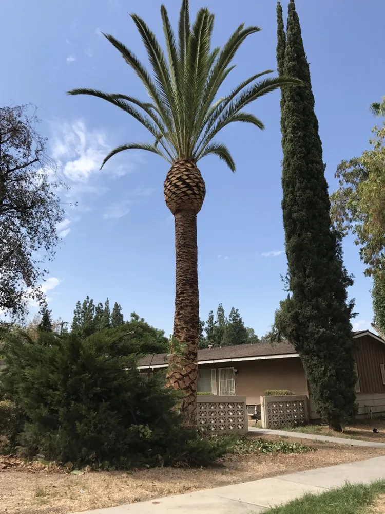 Professional lawn mowing service near you across Riverside, CA - Noriega and Sons Tree Service