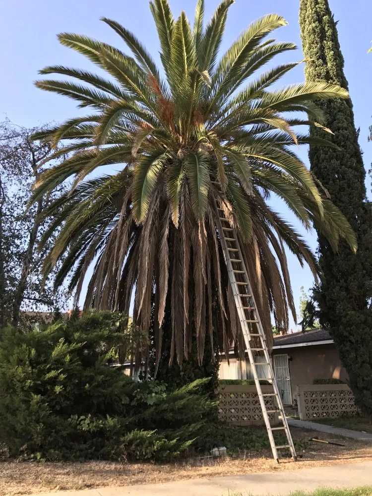 Expert lawn care service in Riverside, CA - Noriega and Sons Tree Service