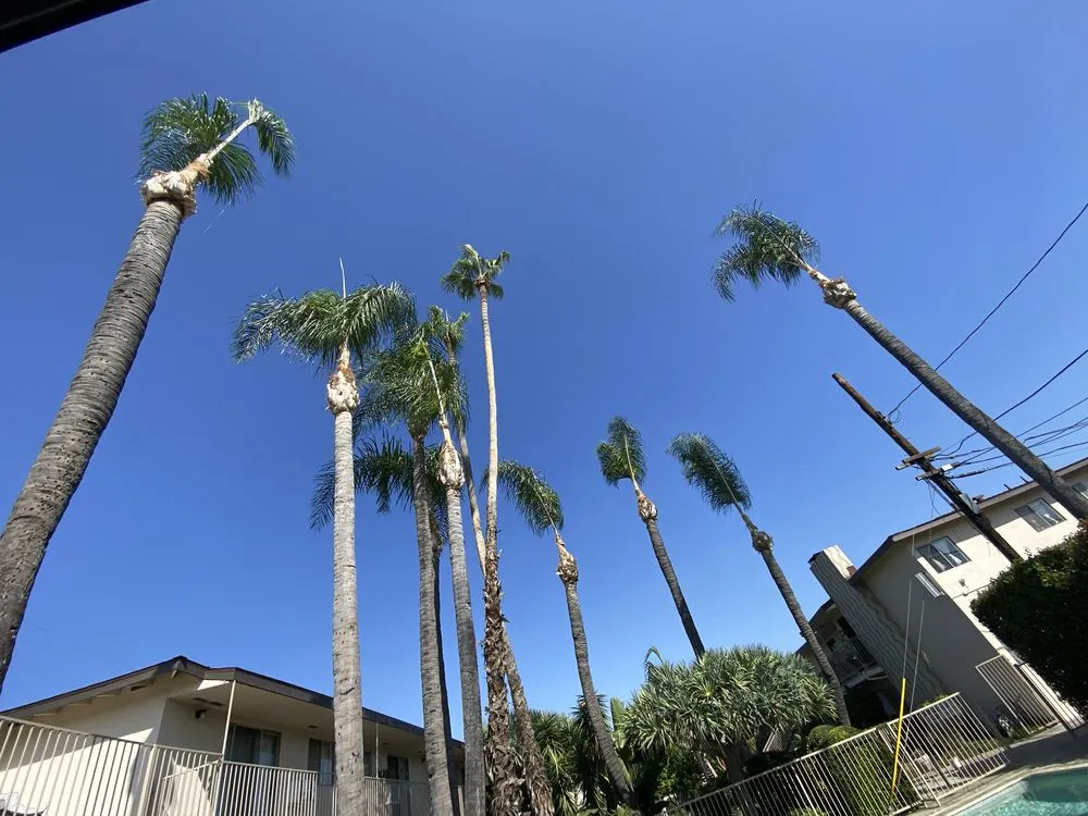 Reliable lawn care service for residential properties across Tustin, CA - Noriega’s Landscapes