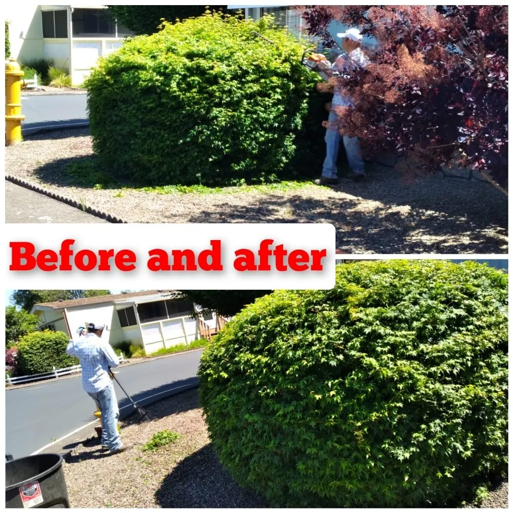 Reliable lawn mowing service in Salem, OR - Noriega's Landscaping