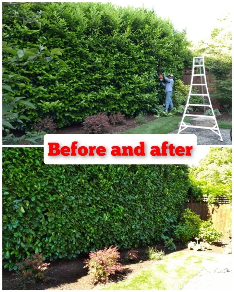 Reliable yard maintenance for beautiful yards across Salem, OR - Noriega's Landscaping