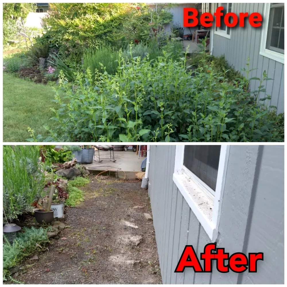 Trusted lawn care service experts serving Salem, OR - Noriega's Landscaping