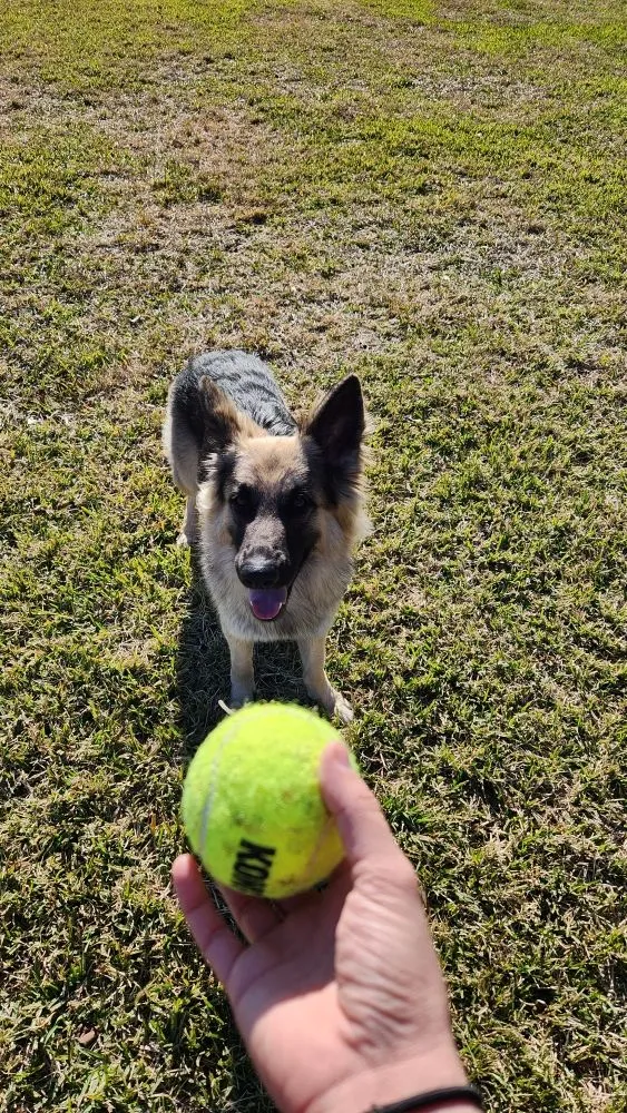 Top-rated yard maintenance experts serving Magnolia, TX - Norman Helping Hands