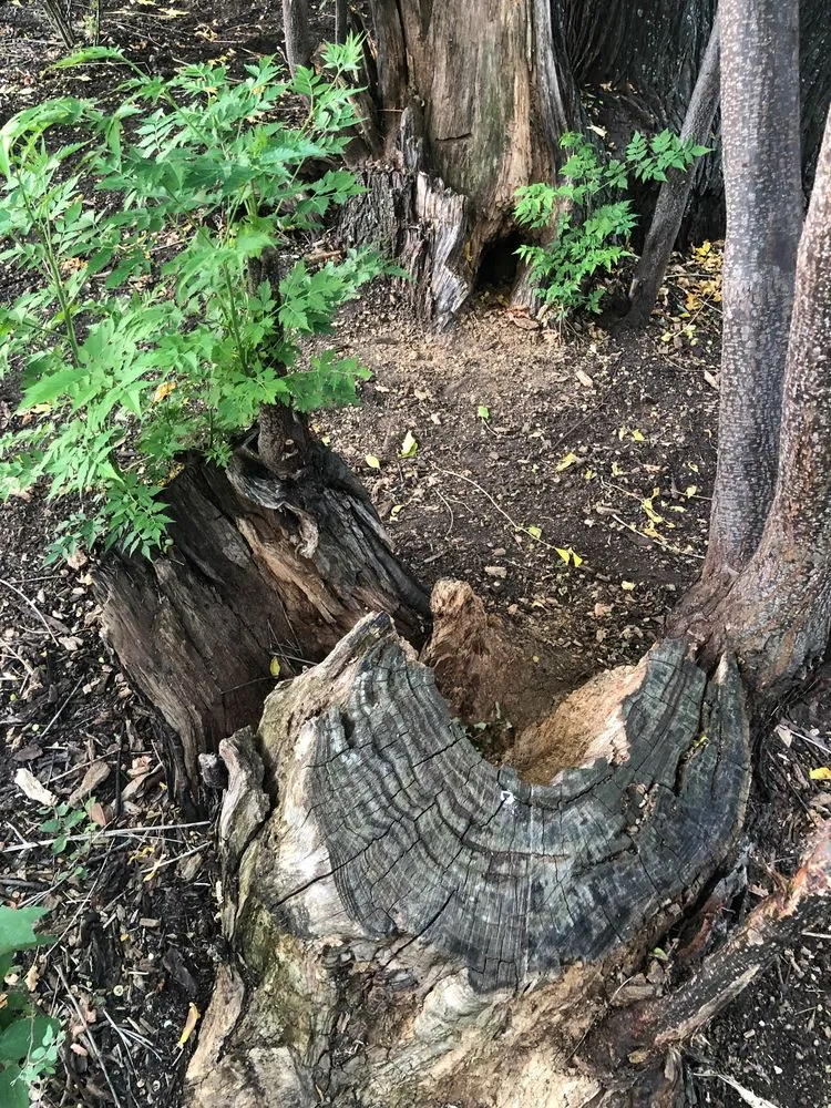 Professional garden landscaping in San Antonio, TX - Normantorr Tree Service