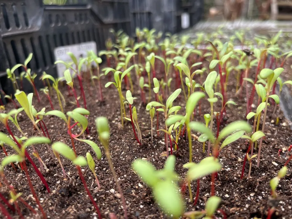 Top-rated lawn mowing service experts serving Aurora, SD - Norm's Greenhouse & Nursery