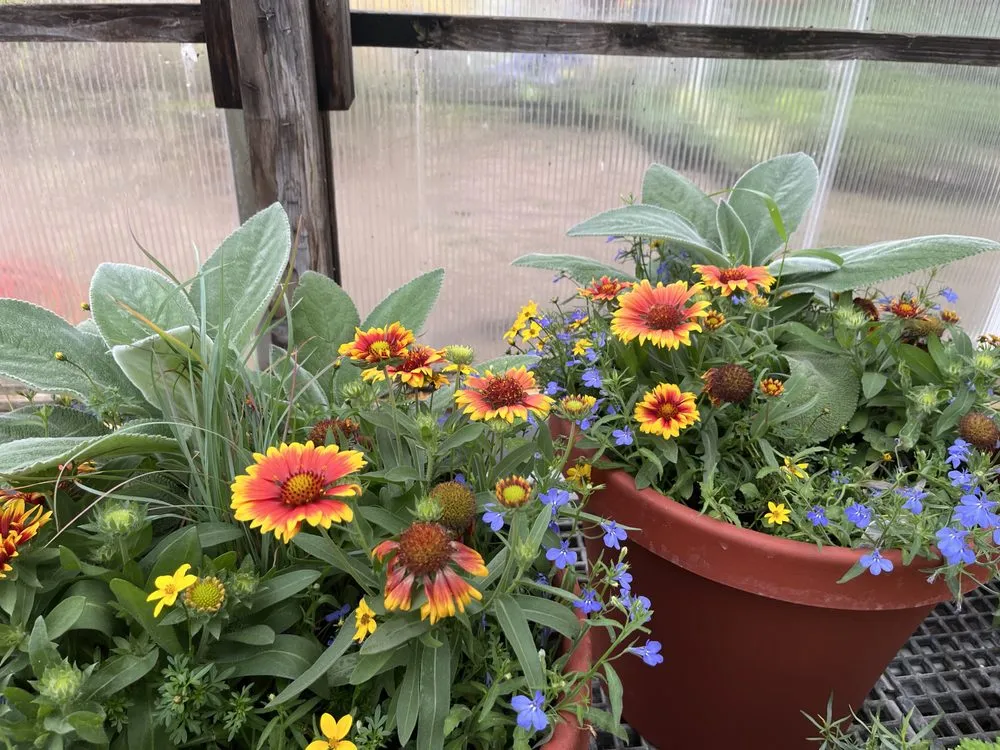 Affordable landscape design for year-round maintenance across Aurora, SD - Norm's Greenhouse & Nursery