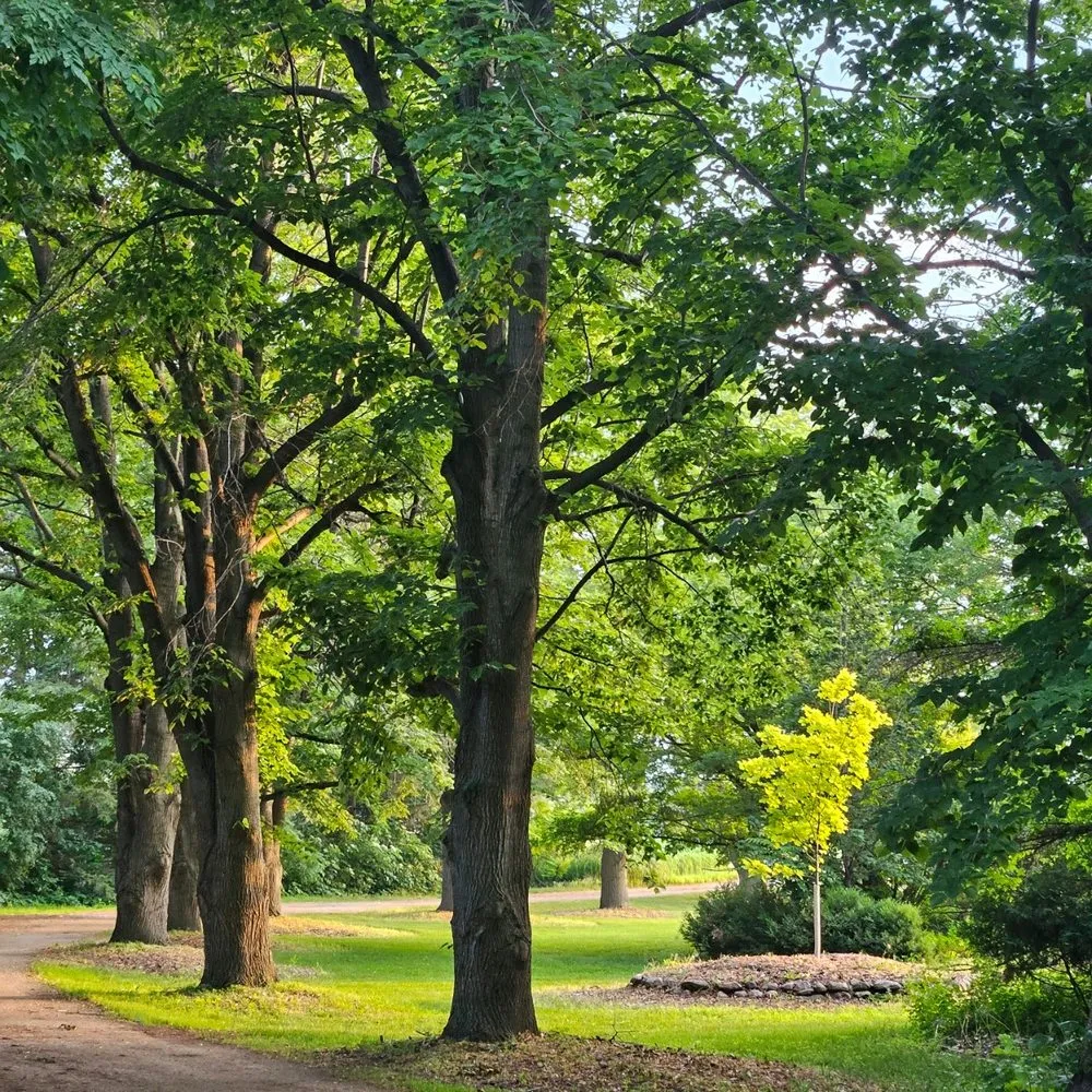 Affordable yard cleanup service with custom design across Aurora, SD - Norm's Greenhouse & Nursery