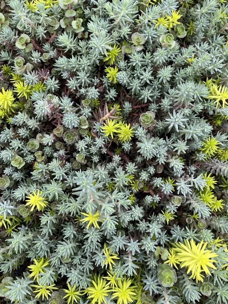 Top-rated yard maintenance experts serving Aurora, SD - Norm's Greenhouse & Nursery