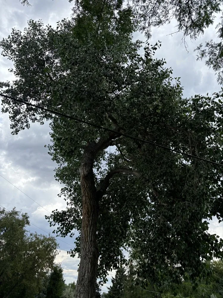 Top-rated landscape design for homes across Golden, CO - Norse Tree