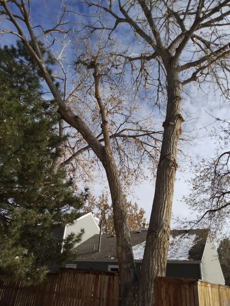 Expert garden landscaping in Golden, CO by Norse Tree