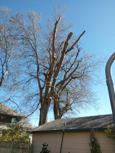 Local landscaping services in Woonsocket, SD - Norse Tree Service