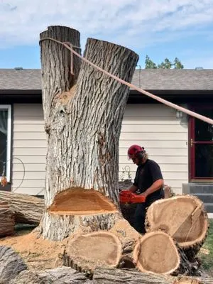 Norse Tree Service