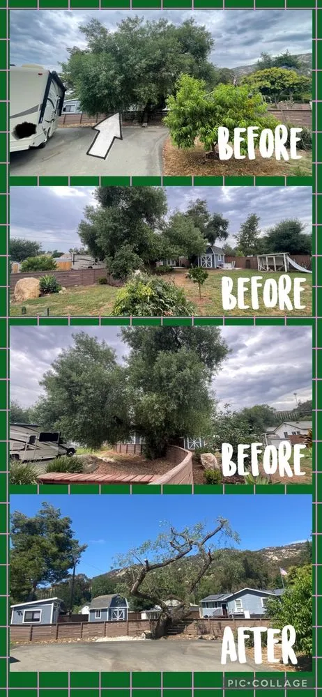 Local yard cleanup service for outdoor upgrades across Escondido, CA - North And South Tree care