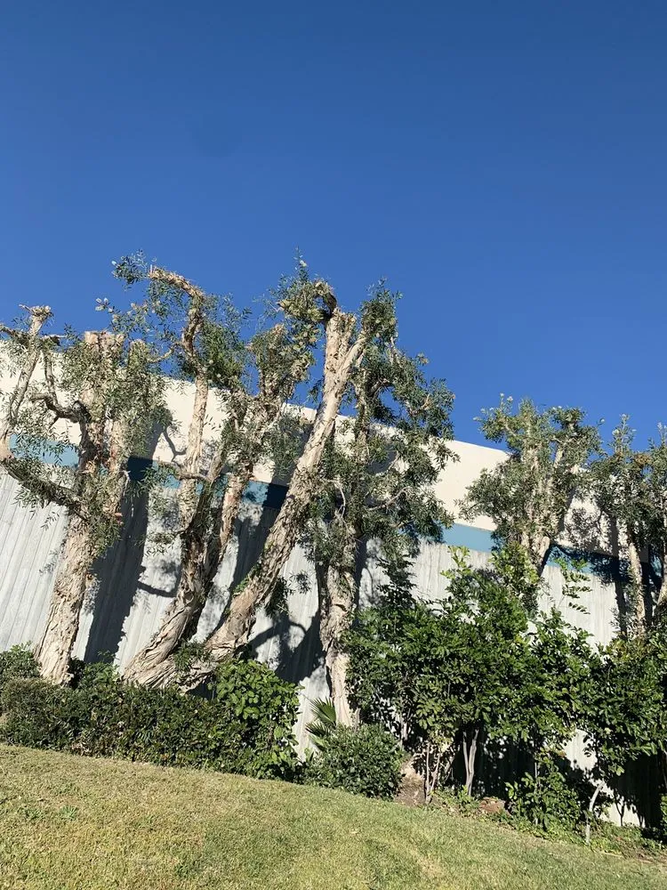 Expert lawn care service with custom design in Escondido, CA by North And South Tree care