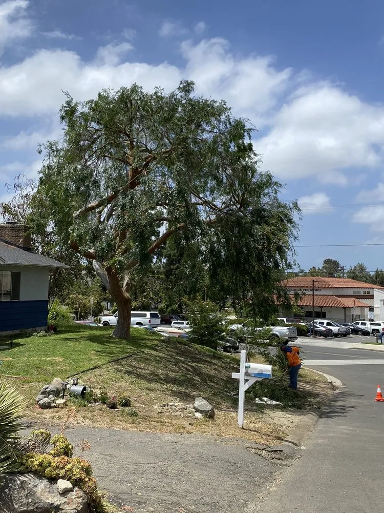 Custom residential landscaping experts serving Escondido, CA - North And South Tree care