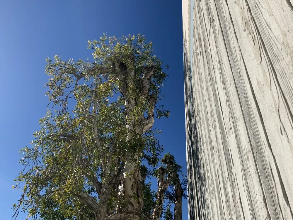 Affordable landscape design for beautiful yards in Escondido, CA by North And South Tree care