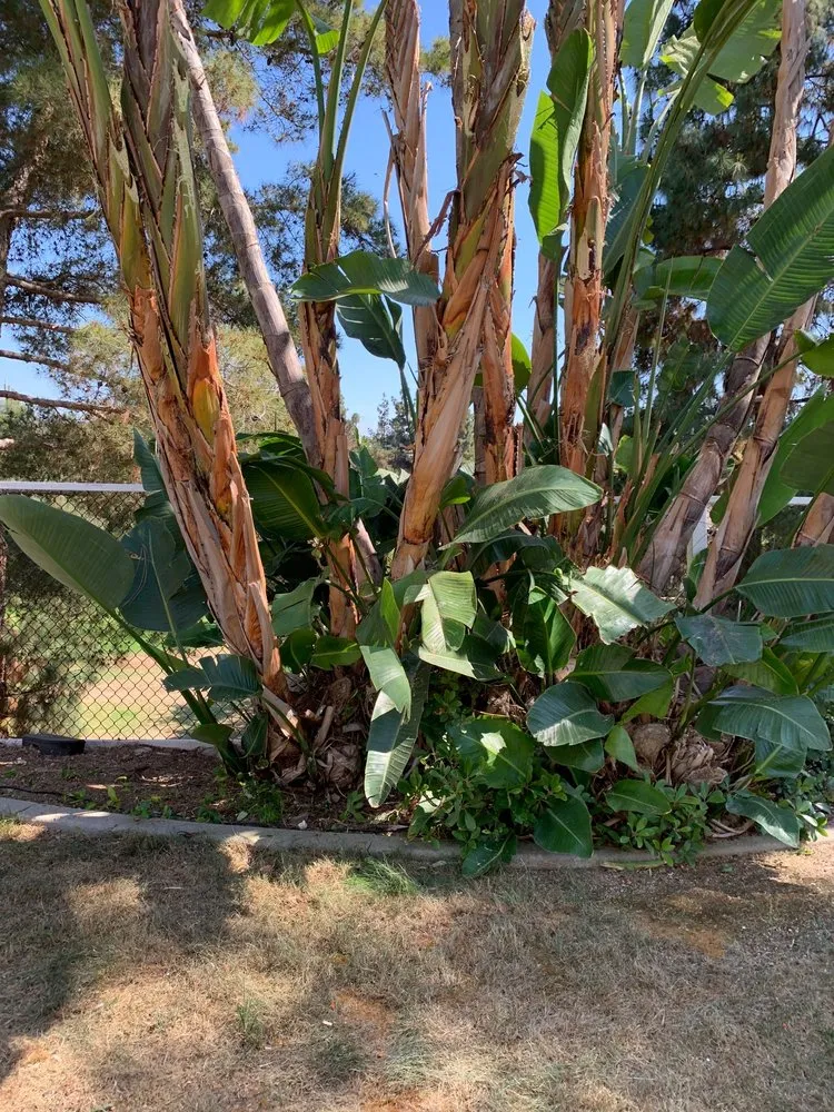 Expert residential landscaping for homes in Escondido, CA by North And South Tree care