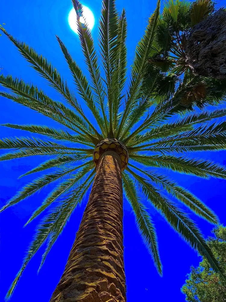 Affordable outdoor landscaping in Escondido, CA by North And South Tree care