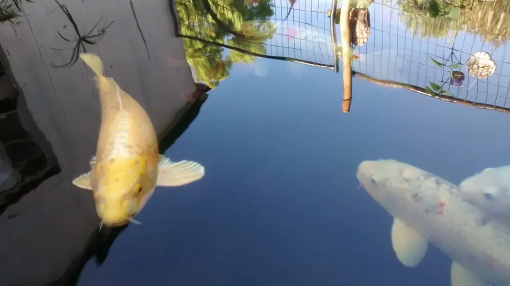 Local landscape installation for beautiful yards in Napa, CA by North Bay Ponds & Water