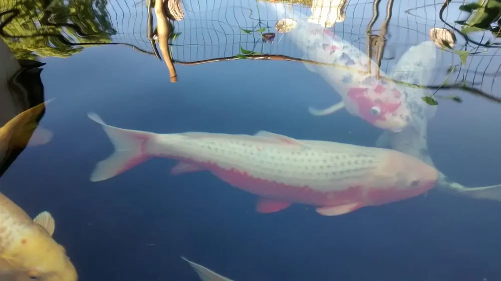 Professional residential landscaping for outdoor upgrades in Napa, CA by North Bay Ponds & Water