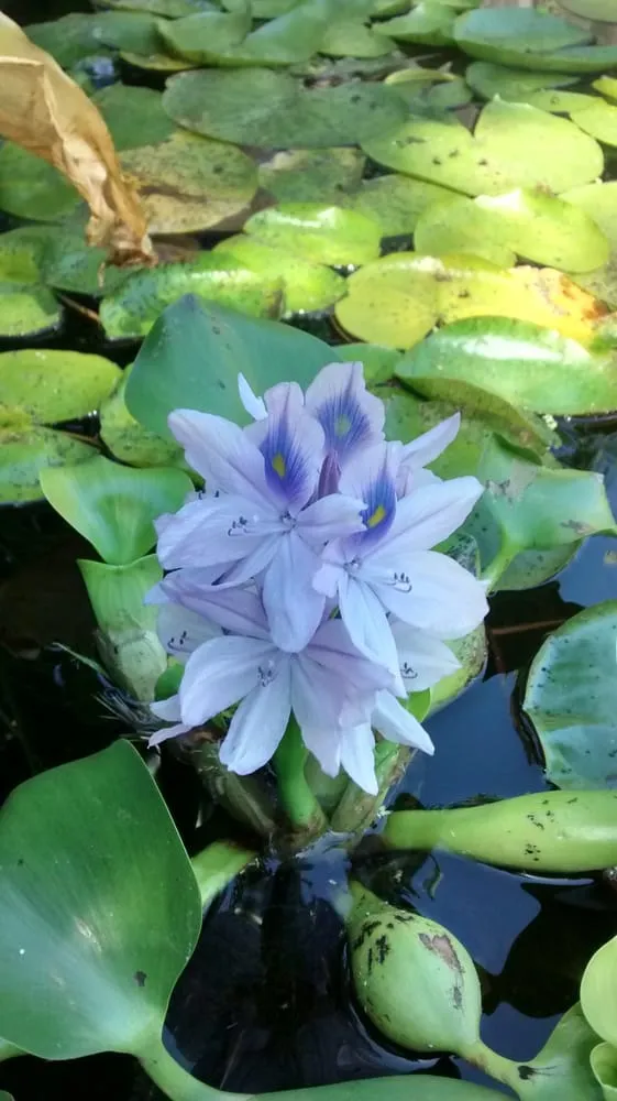 Local landscape installation in Napa, CA by North Bay Ponds & Water