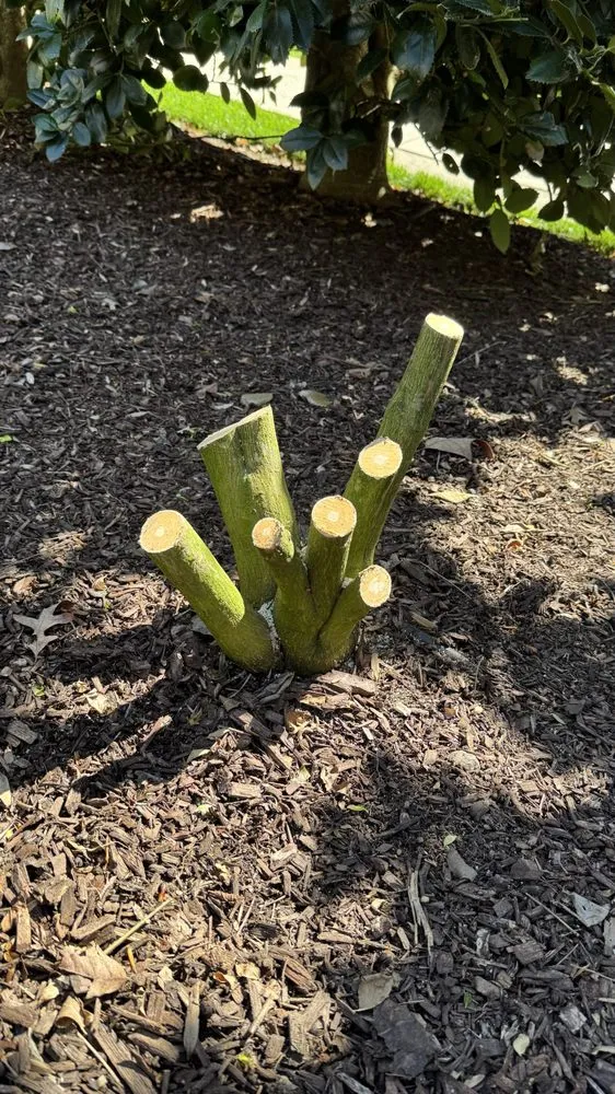 Top-rated outdoor landscaping for homes in Sanford, NC by North Carolina Garden Design