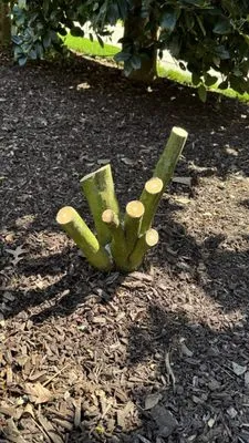 North Carolina Garden Design Logo