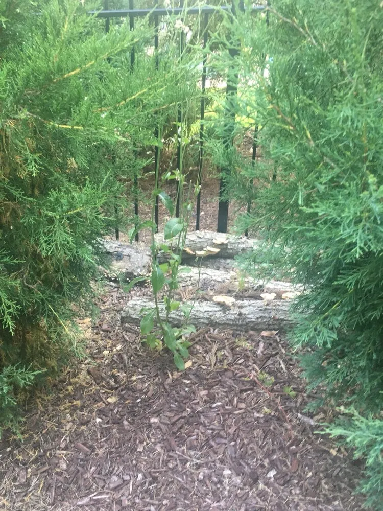 Top-rated garden landscaping for residential properties in Youngsville, NC by North Carolina Turf Care