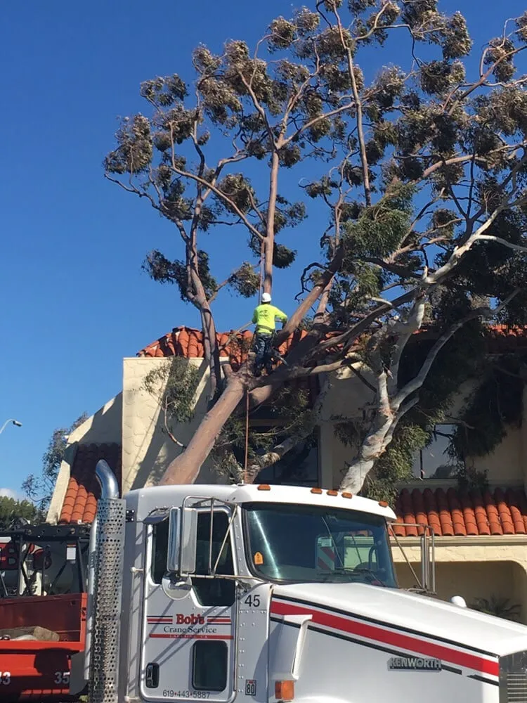 Professional landscape installation in San Marcos, CA by North Coast Arborist