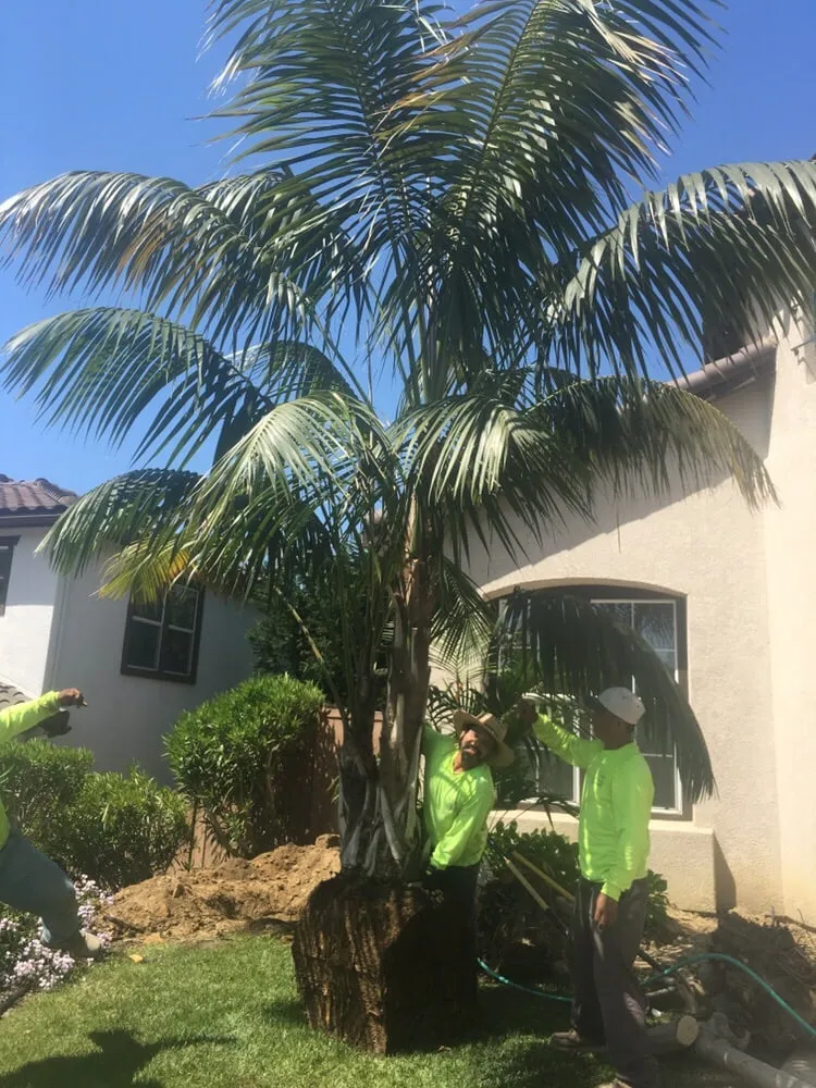 Affordable garden landscaping in San Marcos, CA by North Coast Arborist