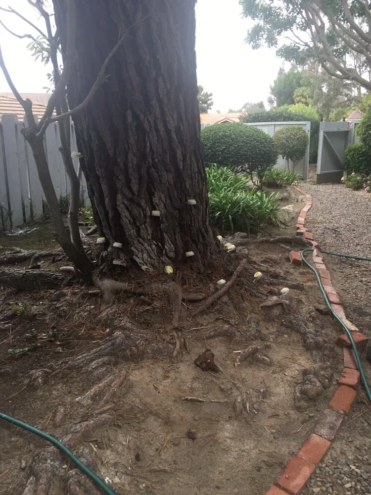 Local lawn care service experts serving San Marcos, CA - North Coast Arborist