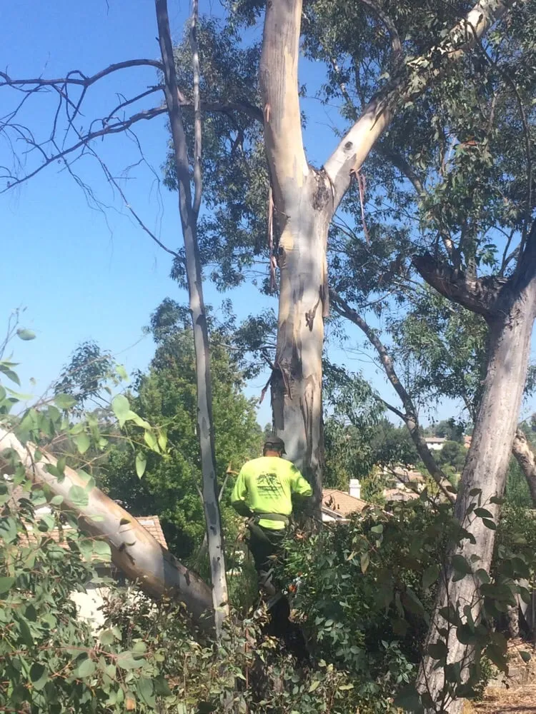 Local landscape design in San Marcos, CA by North Coast Arborist