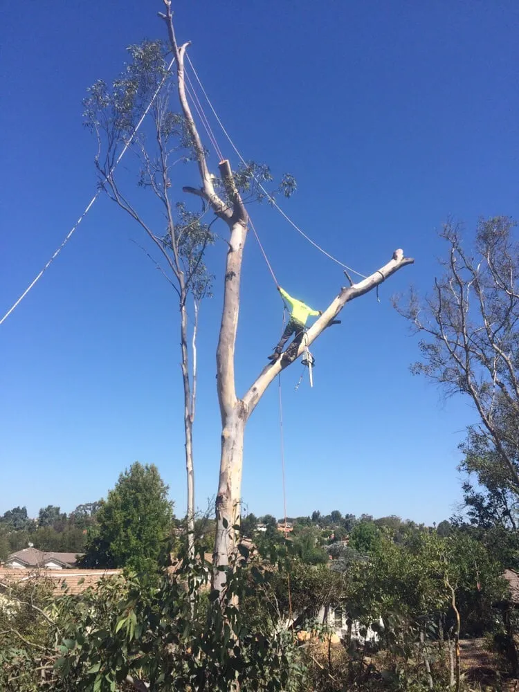Professional yard maintenance in San Marcos, CA by North Coast Arborist
