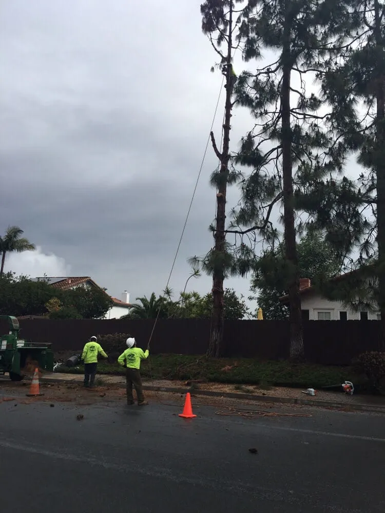 Expert landscape design in San Marcos, CA by North Coast Arborist