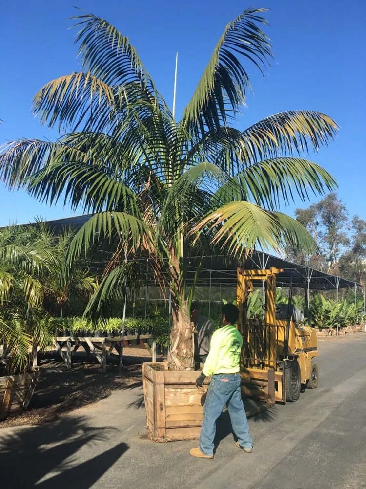 Trusted lawn care service experts serving San Marcos, CA - North Coast Arborist