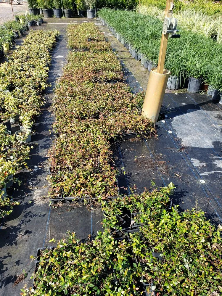 Trusted lawn mowing service experts serving North Palm Beach, FL - North County Lawn