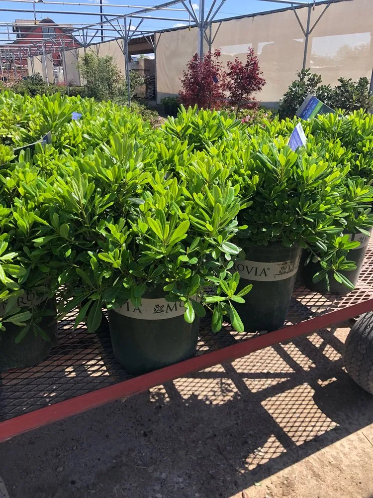 Affordable lawn mowing service for beautiful yards across Dallas, TX - North Dallas Landscapes