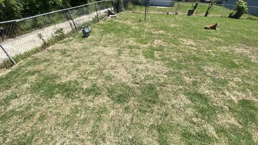 Reliable yard maintenance in The Colony, TX by North Dallas Tree & Sod