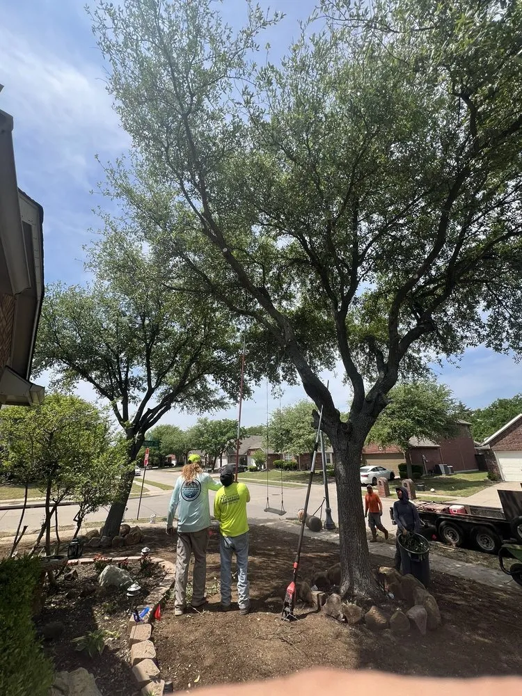 Expert landscaping services experts serving The Colony, TX - North Dallas Tree & Sod