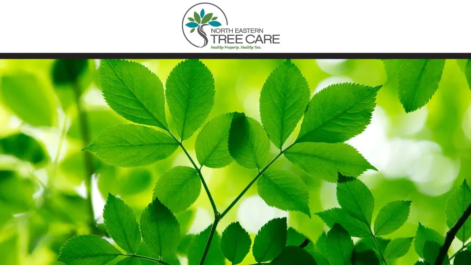 Affordable landscape installation experts serving Yonkers, NY - North Eastern Tree, Shrub & Lawn Care