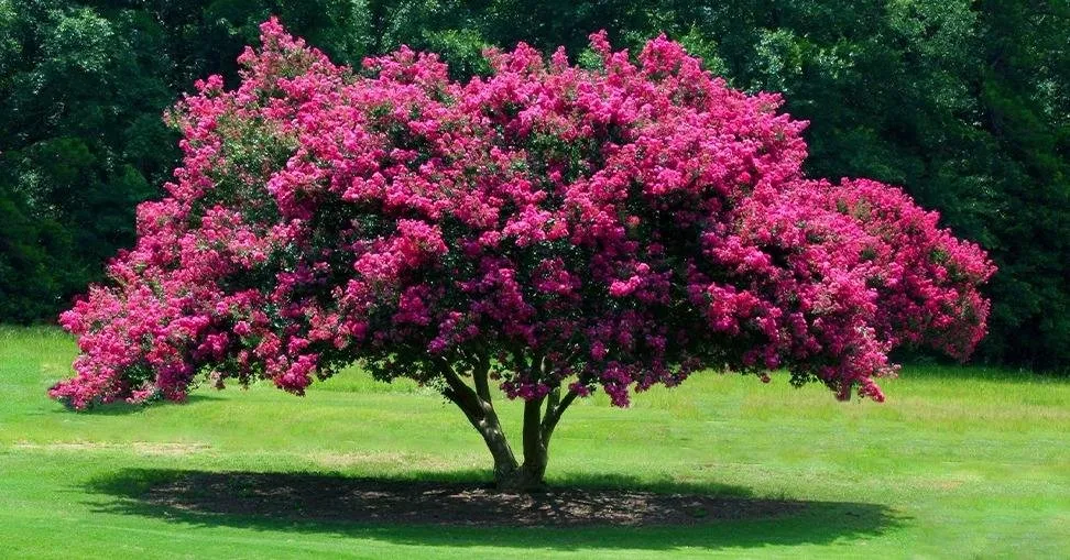 Custom residential landscaping experts serving Stamford, CT - North Eastern Tree Shrub and Lawn care