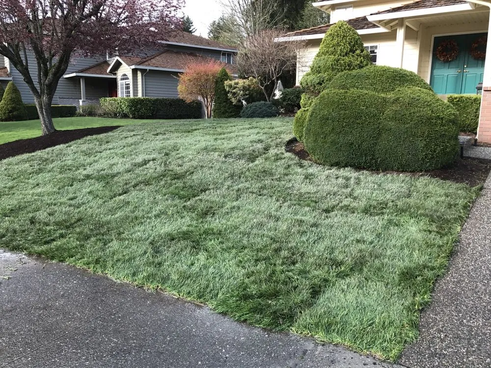 Top-rated lawn care service for beautiful yards across Everett, WA - North End Landscape & Construction