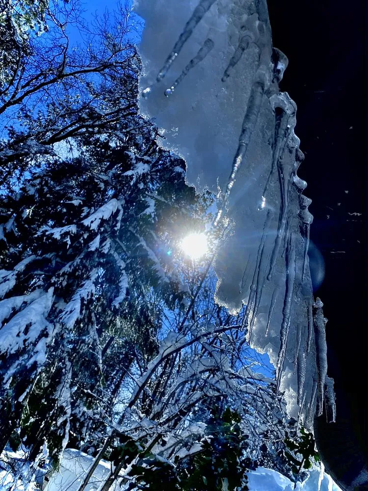 Expert yard maintenance experts serving Grass Valley, CA - North Forty Yard Work and More