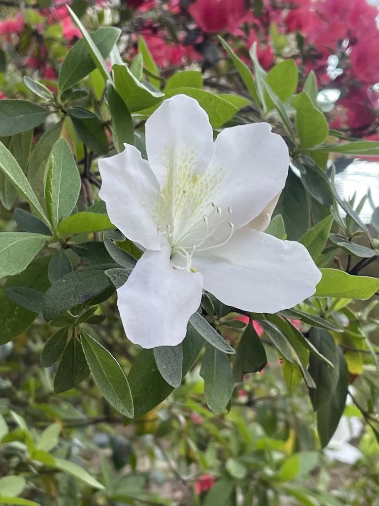 Custom yard cleanup service for residential properties in Johns Creek, GA by North Georgia Garden & Landscape