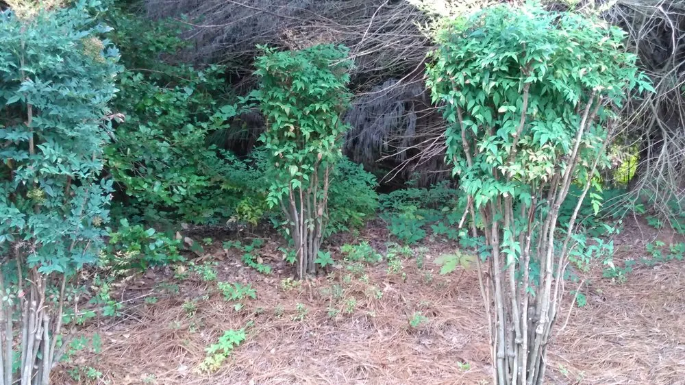 Top-rated landscape installation experts serving Alpharetta, GA - North Georgia Landscape Management