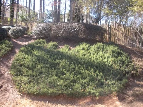 Top-rated residential landscaping in Buford, GA - North Georgia Lawn