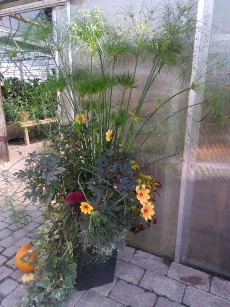 Expert lawn mowing service in Carthage, NY - North Hawk Enterprises