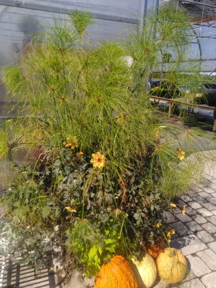 Local landscape installation in Carthage, NY - North Hawk Enterprises